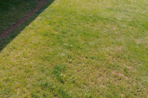 Zakładanie ogrodu w Wierzchosławicach z systemem nawadniania